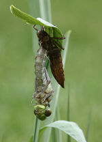 Emerging southern hawker dragonfly - click on picture to see a larger version